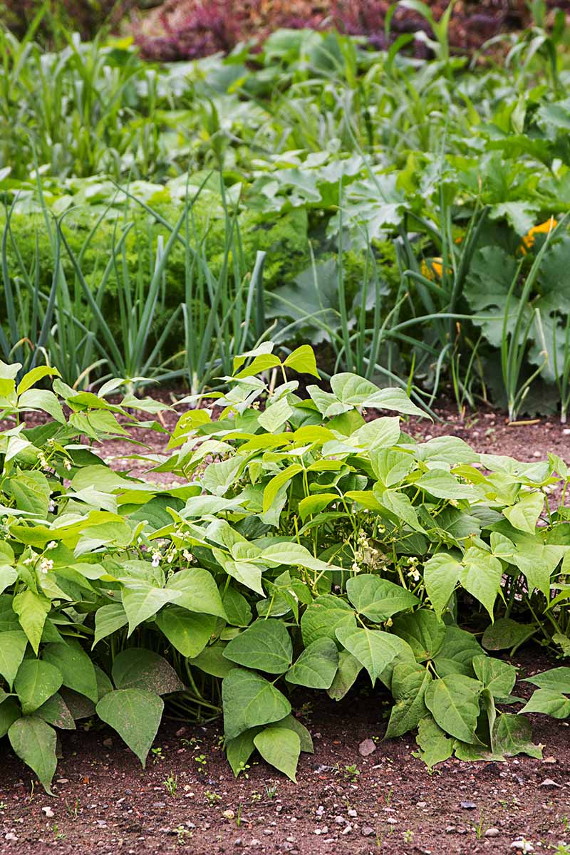 A close up vertical image of bush beans growing in the vegetable patch with other plants in the background.