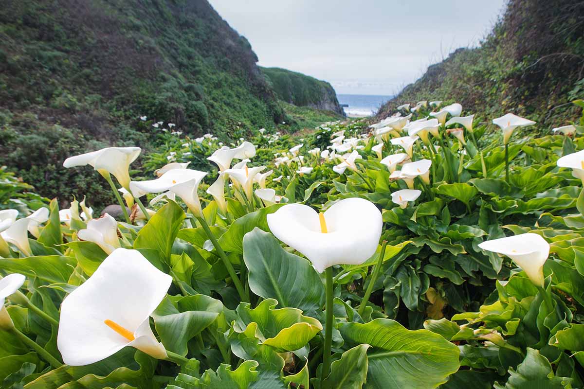 A horizontal image of a large swath of white calla lilies growing near the coast.