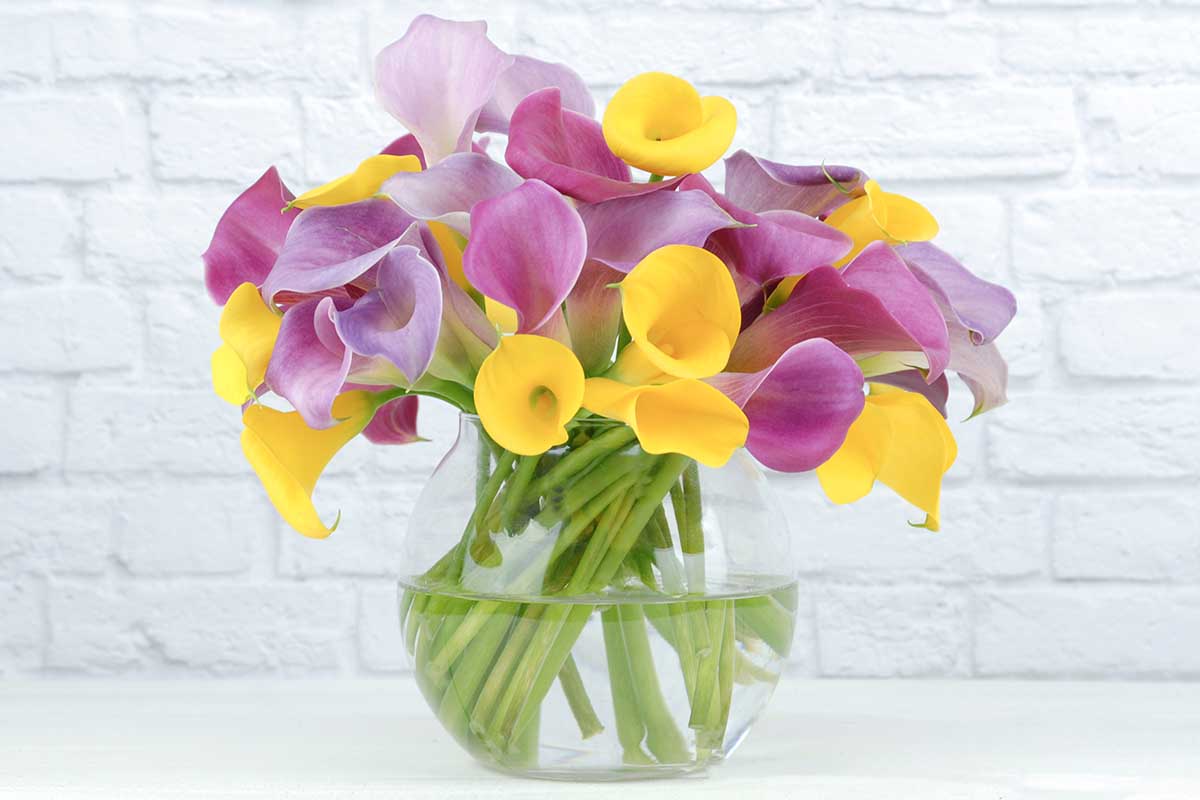 A close up horizontal image of colorful calla lilies in a glass vase with a white brick wall in the background.