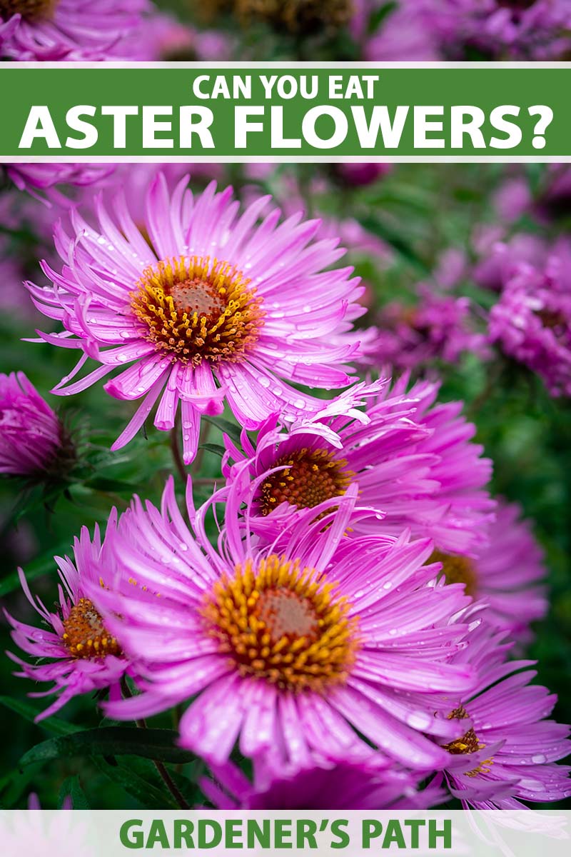 A close up vertical image of bright pink aster flowers with yellow centers growing in the garden pictured on a soft focus background.  To the top and bottom of the frame is green and white printed text.