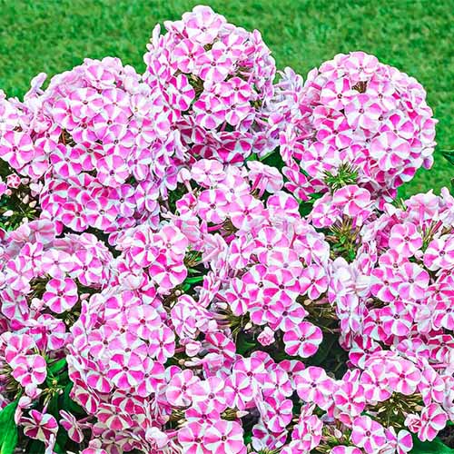 A close up of pink and white 'Candy Crush' phlox flowers growing in the garden.