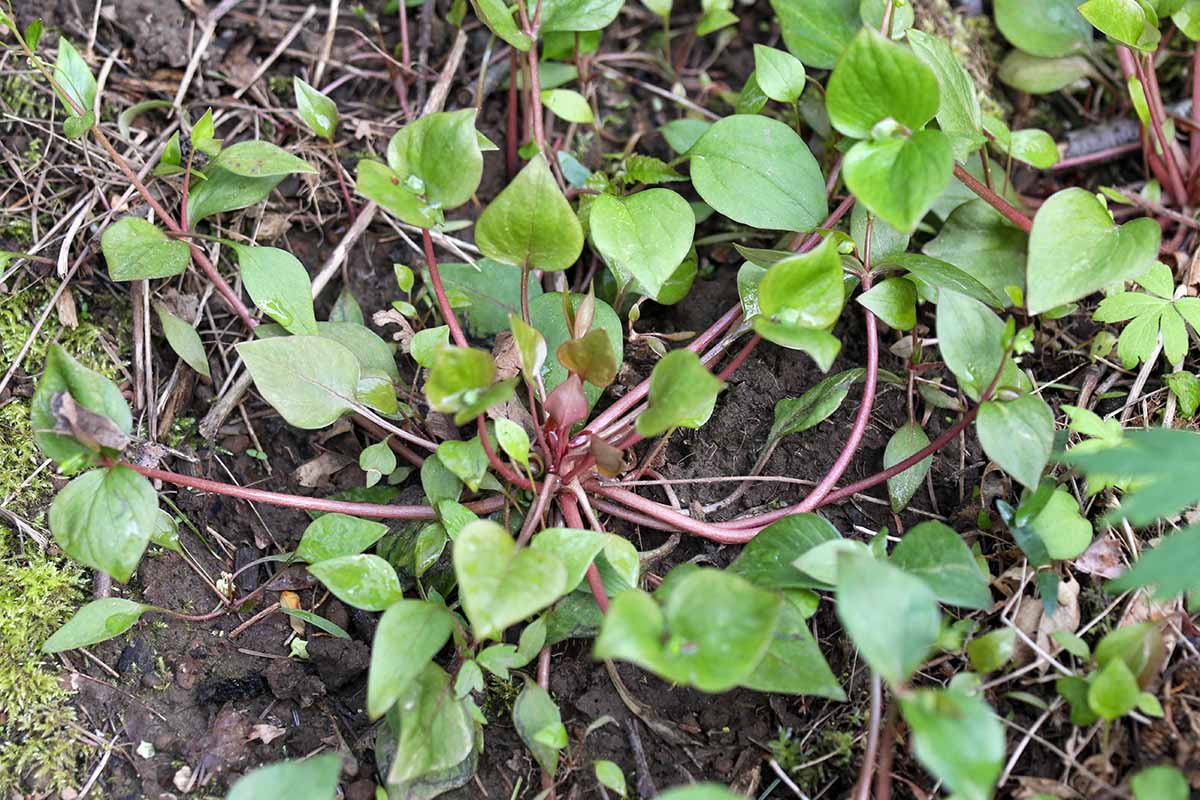 A close up horizontal image of claytonia aka candy flower growing in the garden.