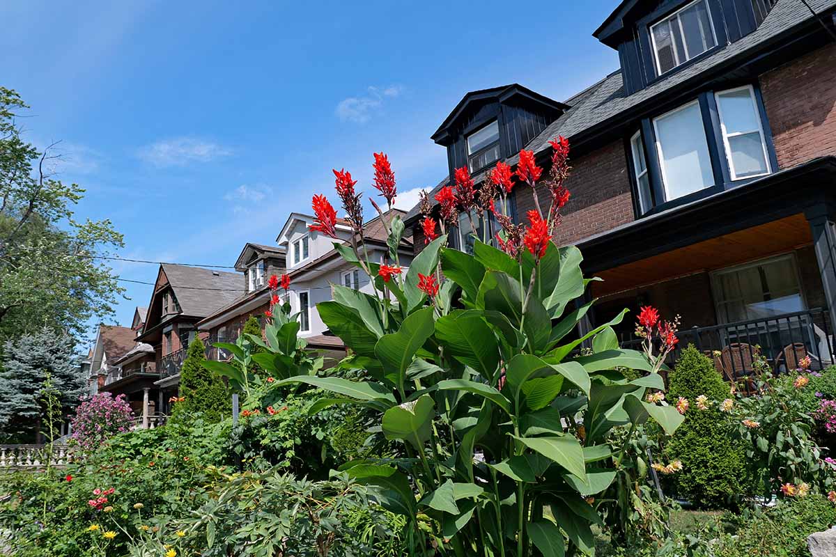 A horizontal image of a perennial border featuring canna lilies growing outside a row of houses, pictured on a blue sky background.
