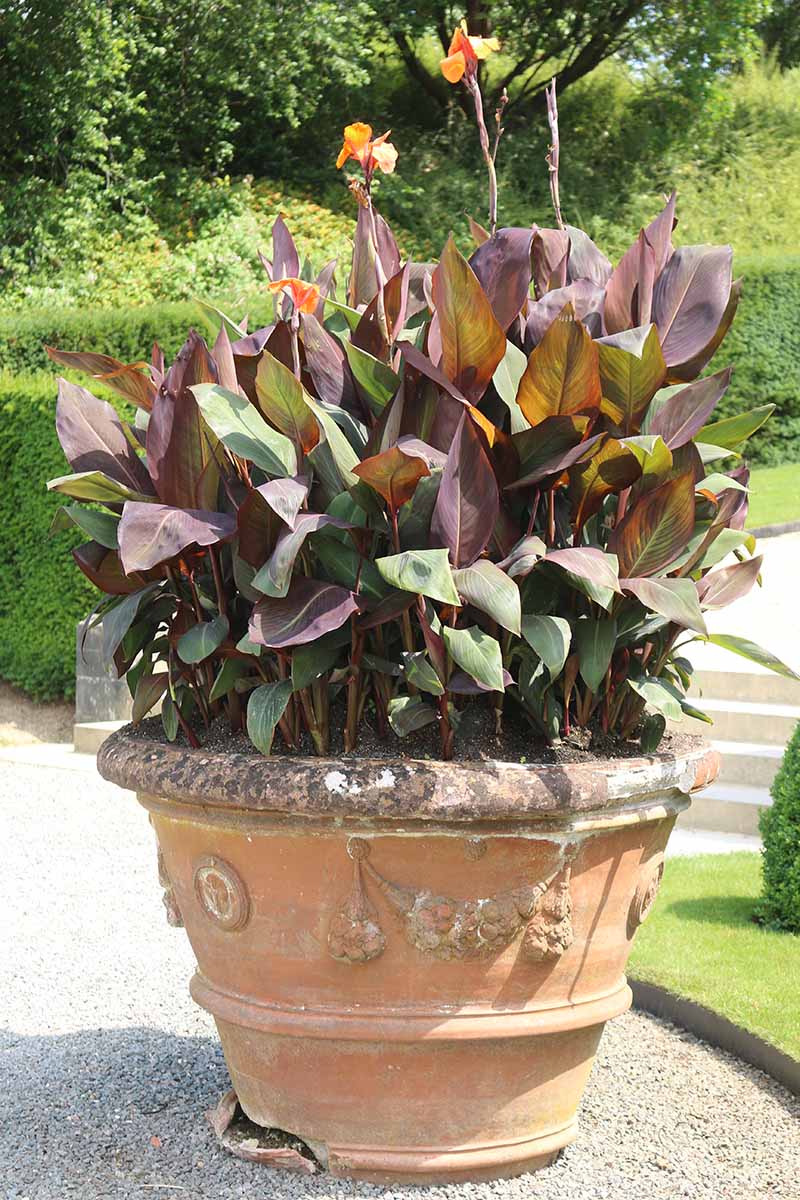 A close up vertical image of a large canna lily plant growing in a terra cotta pot set outdoors.