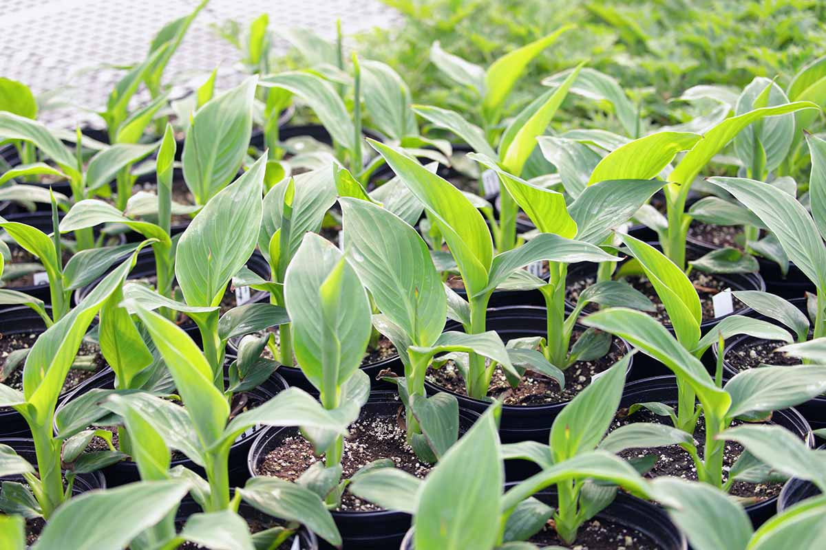 A horizontal image of canna lily seedlings in black plastic pots.
