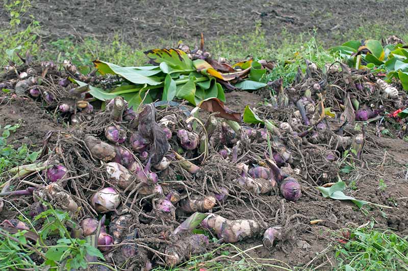A horizontal image of a bed of canna lily tubers dug out of the ground for winter storage.