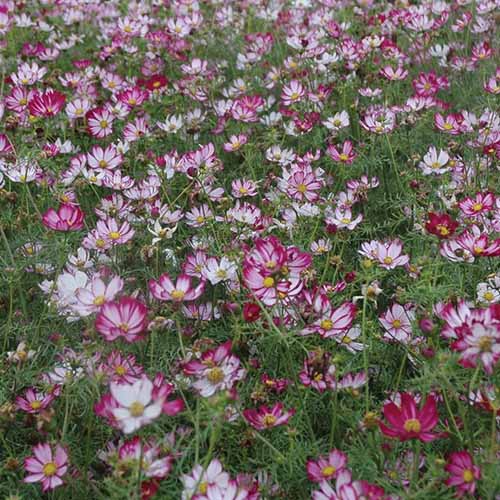 A square image of 'Capriola' cosmos flowers growing in a meadow.
