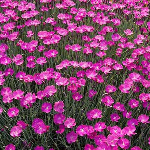A close up square image of Dianthus gratianopolitanus (Cheddar pinks) growing en masse in the garden.