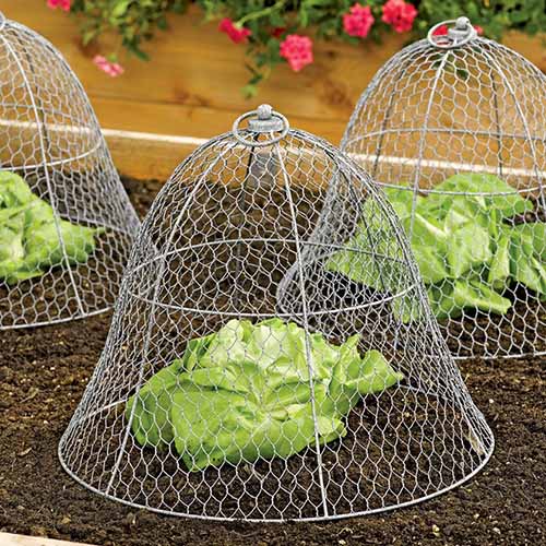 A close up square image of chicken wire cloches used to cover lettuce plants in a raised bed garden.