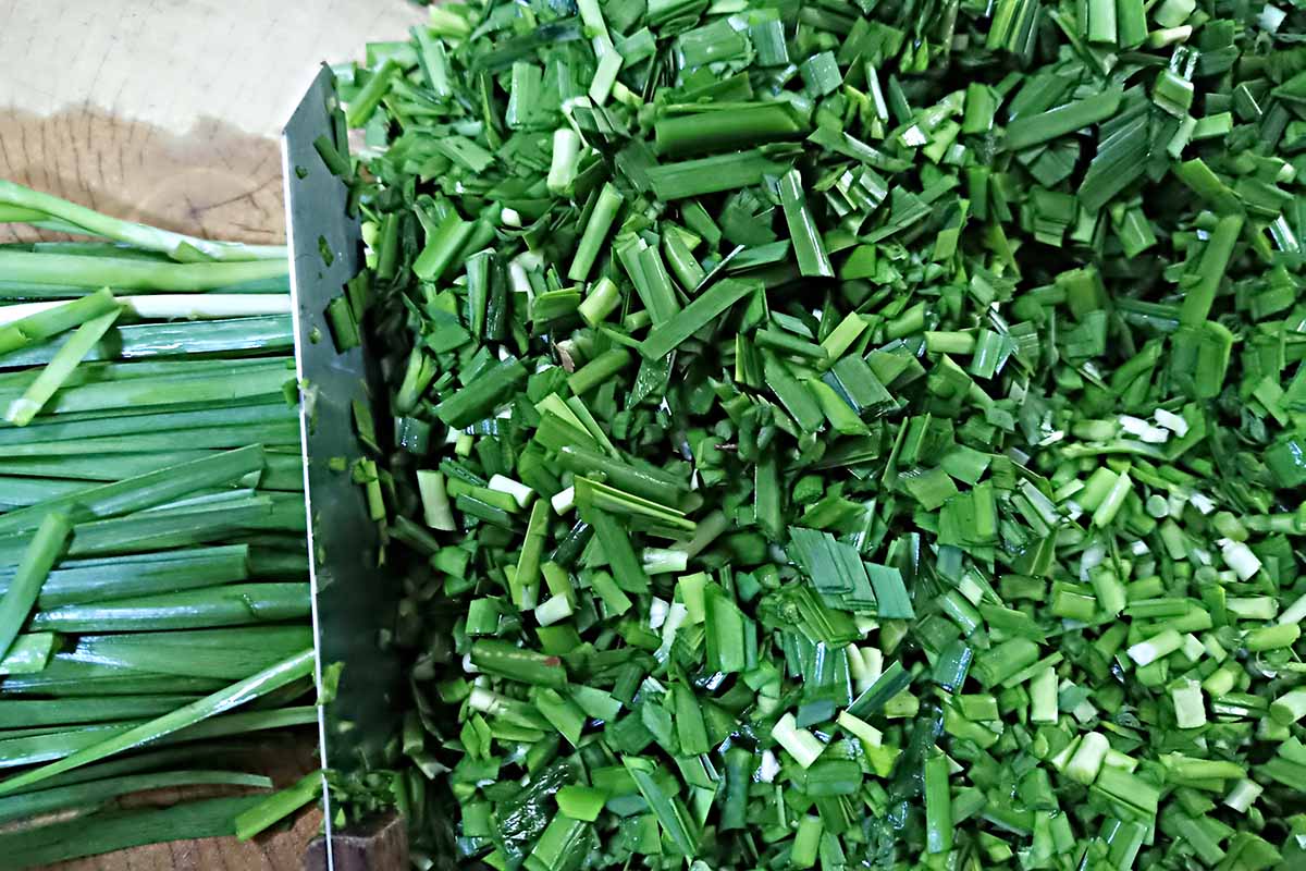 A close up horizontal image of a knife chopping a large quantity of garlic chives (Allium tuberosum).