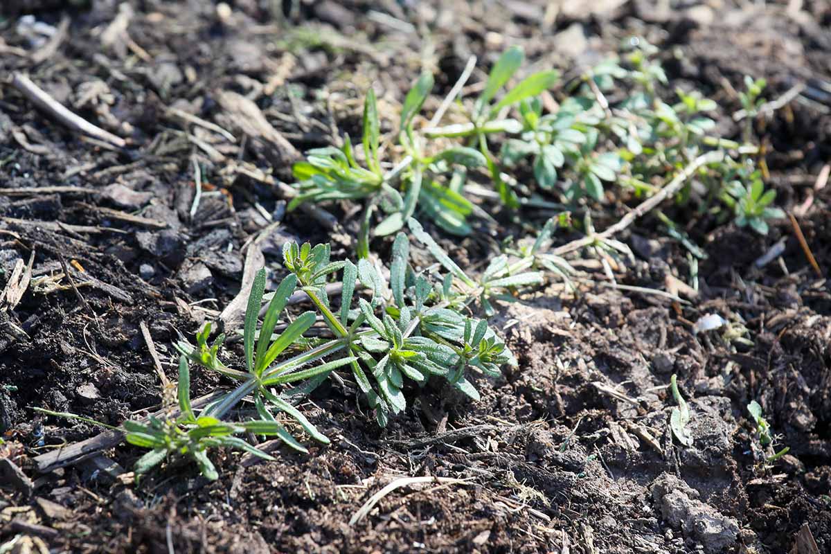 A horizontal image of cleavers (Galium aparine) growing in rich soil.