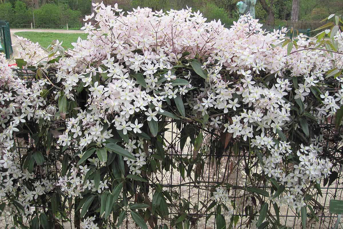 A close up horizontal image of a white evergreen clematis in full bloom growing up a metal fence.