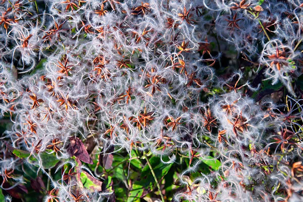 A close up horizontal image of the fluffy seed heads of Clematis paniculata pictured in light sunshine.