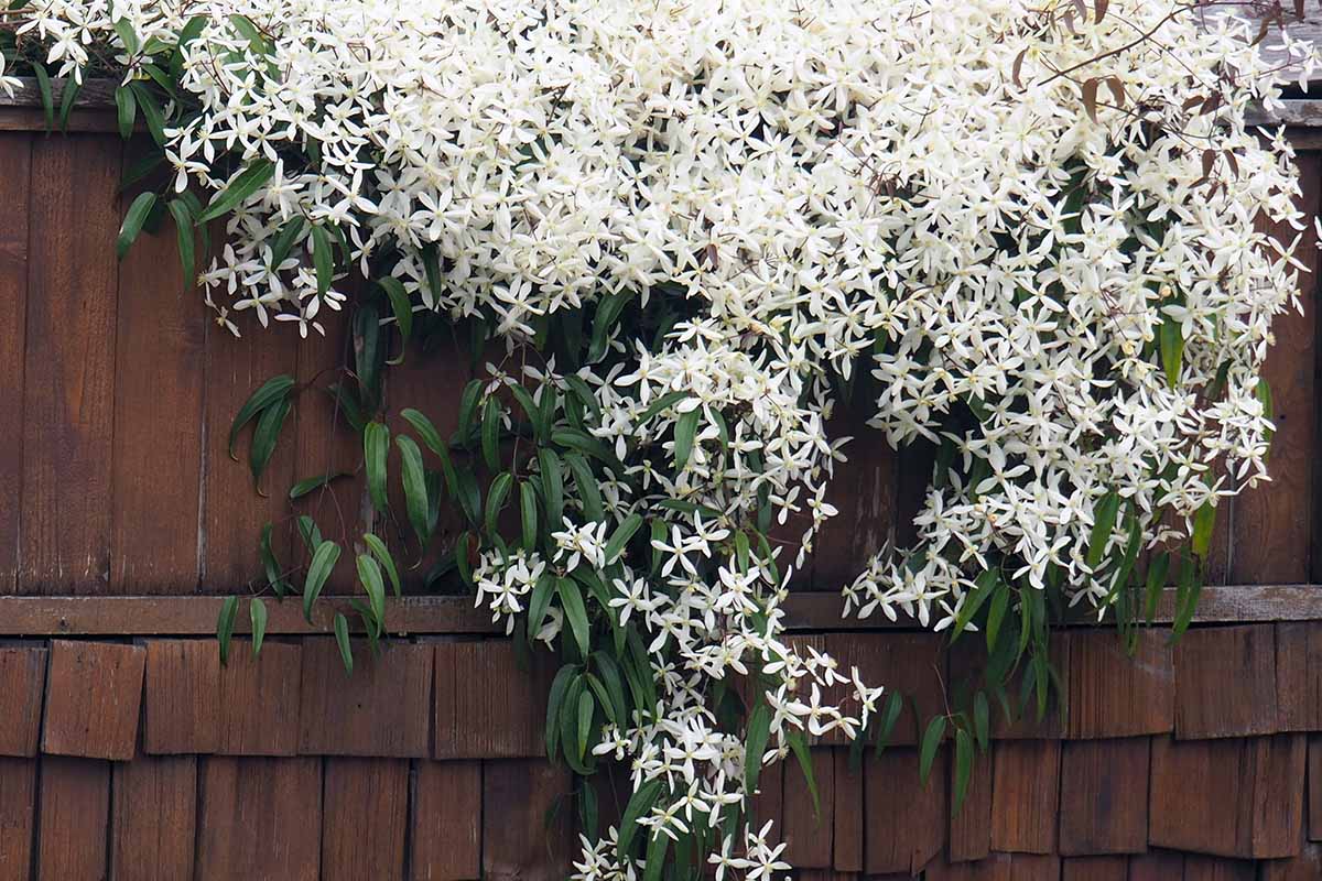 A horizontal image of a clematis vine growing on a wooden fence with copious white flowers.