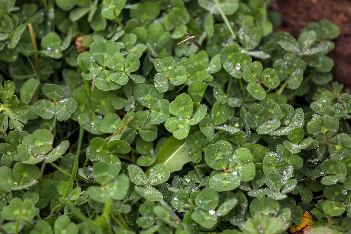 A close up of clover growing wild with droplets on water on the foliage.