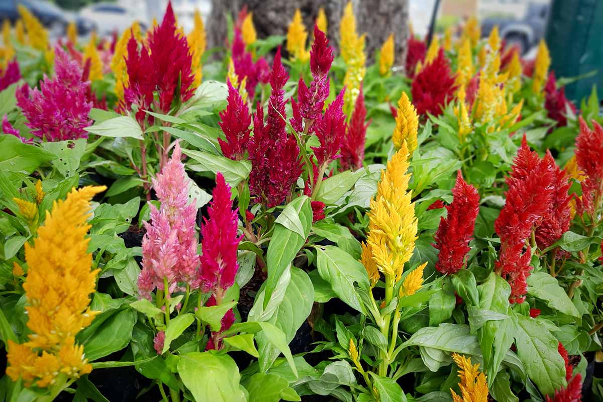 A close up horizontal image of colorful celosia flowers growing in the garden.