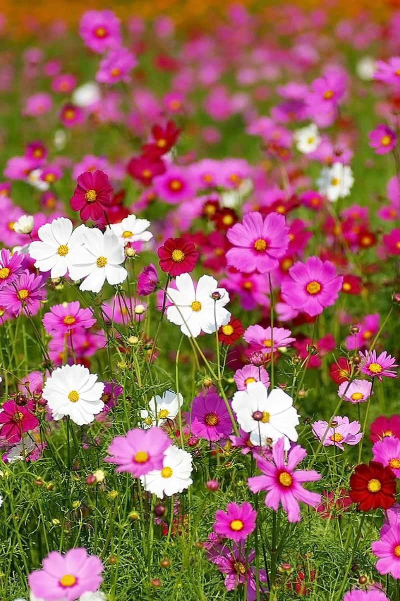A vertical image of pink and white cosmos flowers growing in a meadow.