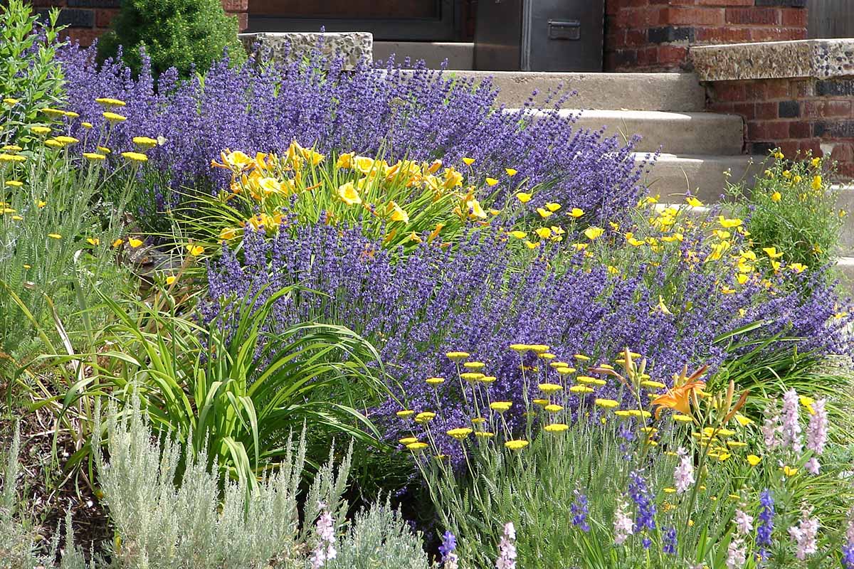 A horizontal image of mass planted flowers at the entrance to a residence.