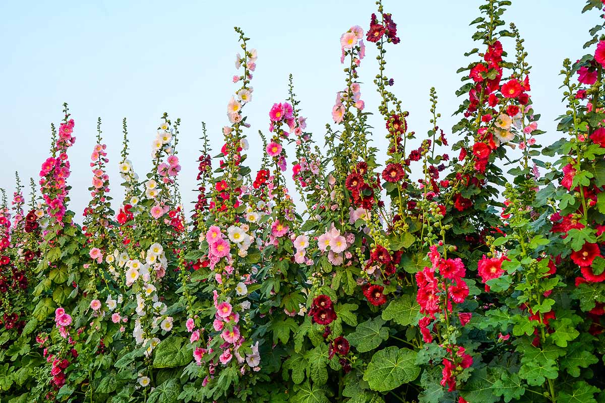 A horizontal image of colorful hollyhocks (Alcea rosea) pictured against a blue sky background.