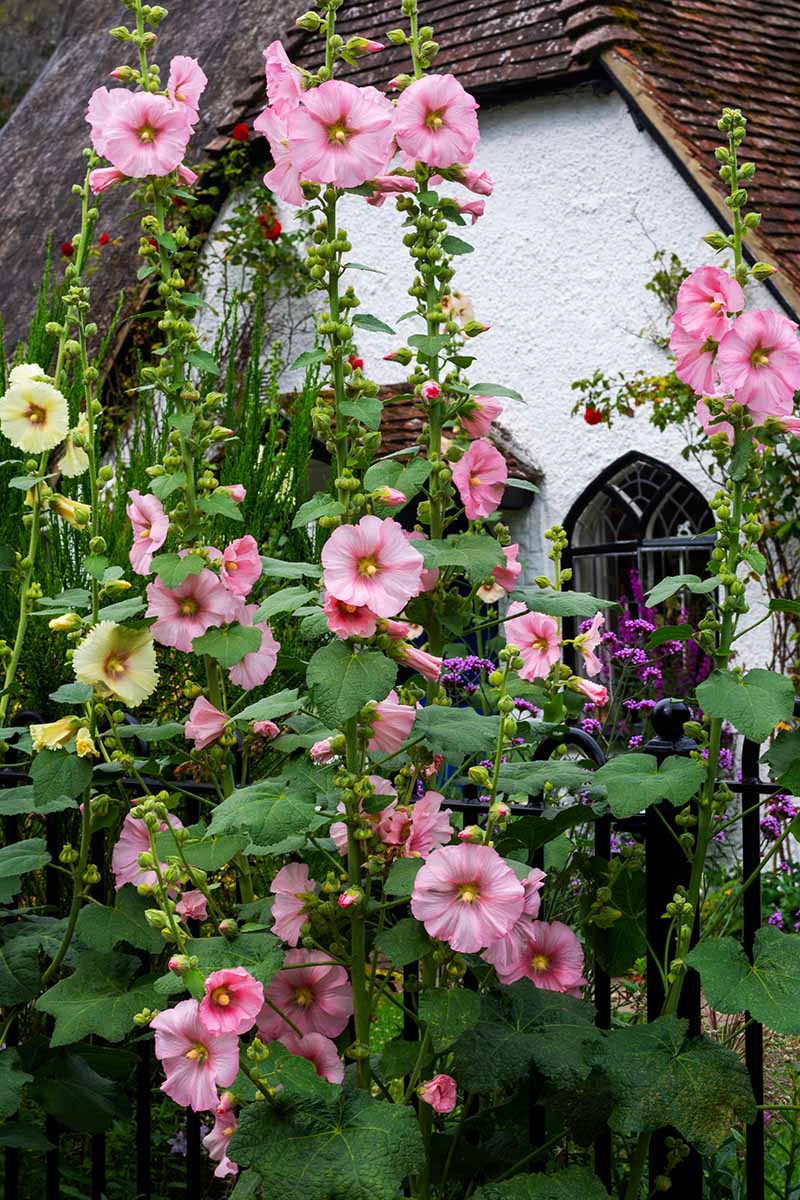 A vertical image of colorful Alcea rosea flowers growing outside a residence.