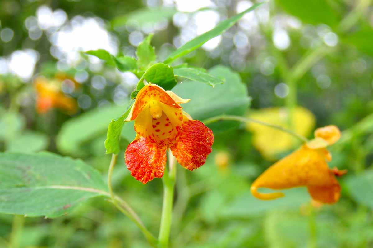 A close up horizontal image of a red and yellow jewelweed flower growing in the garden pictured on a soft focus background.