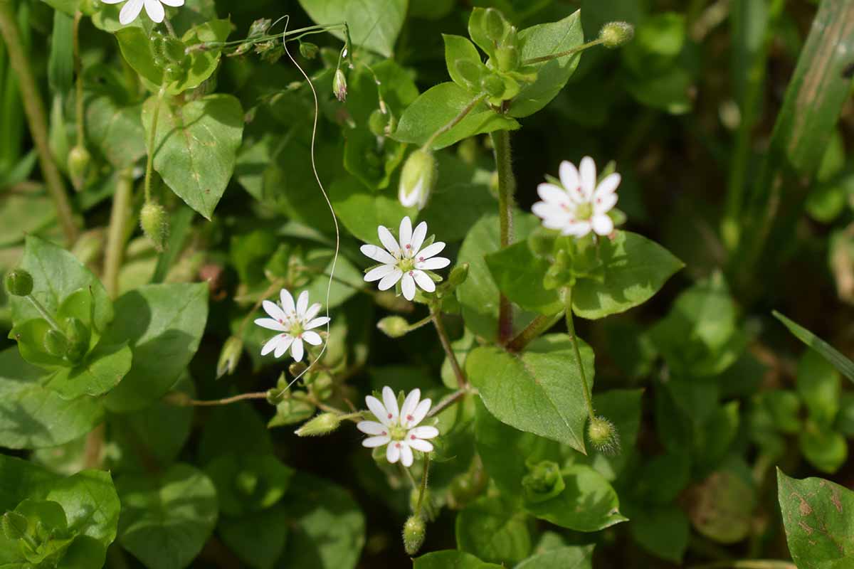 A horizontal image of the small white flowers of chickweed with foliage in soft focus in the background.