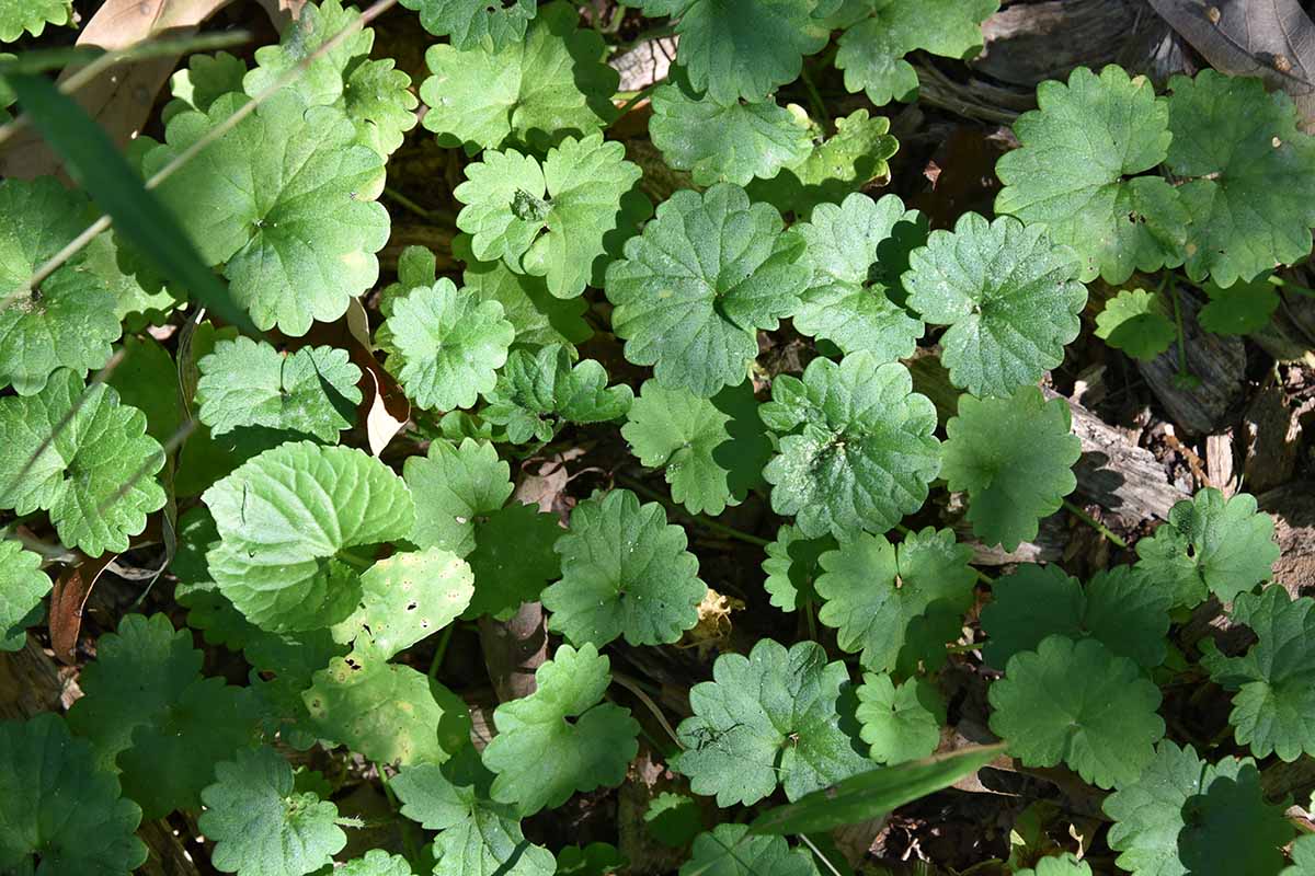 A close up horizontal image of the foliage of creeping charlie growing in the understory of a forest.