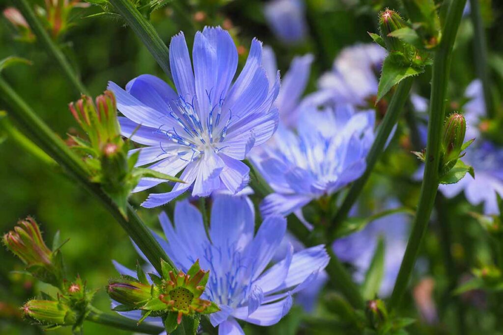 A close up horizontal image of common chicory flowers growing in the garden.