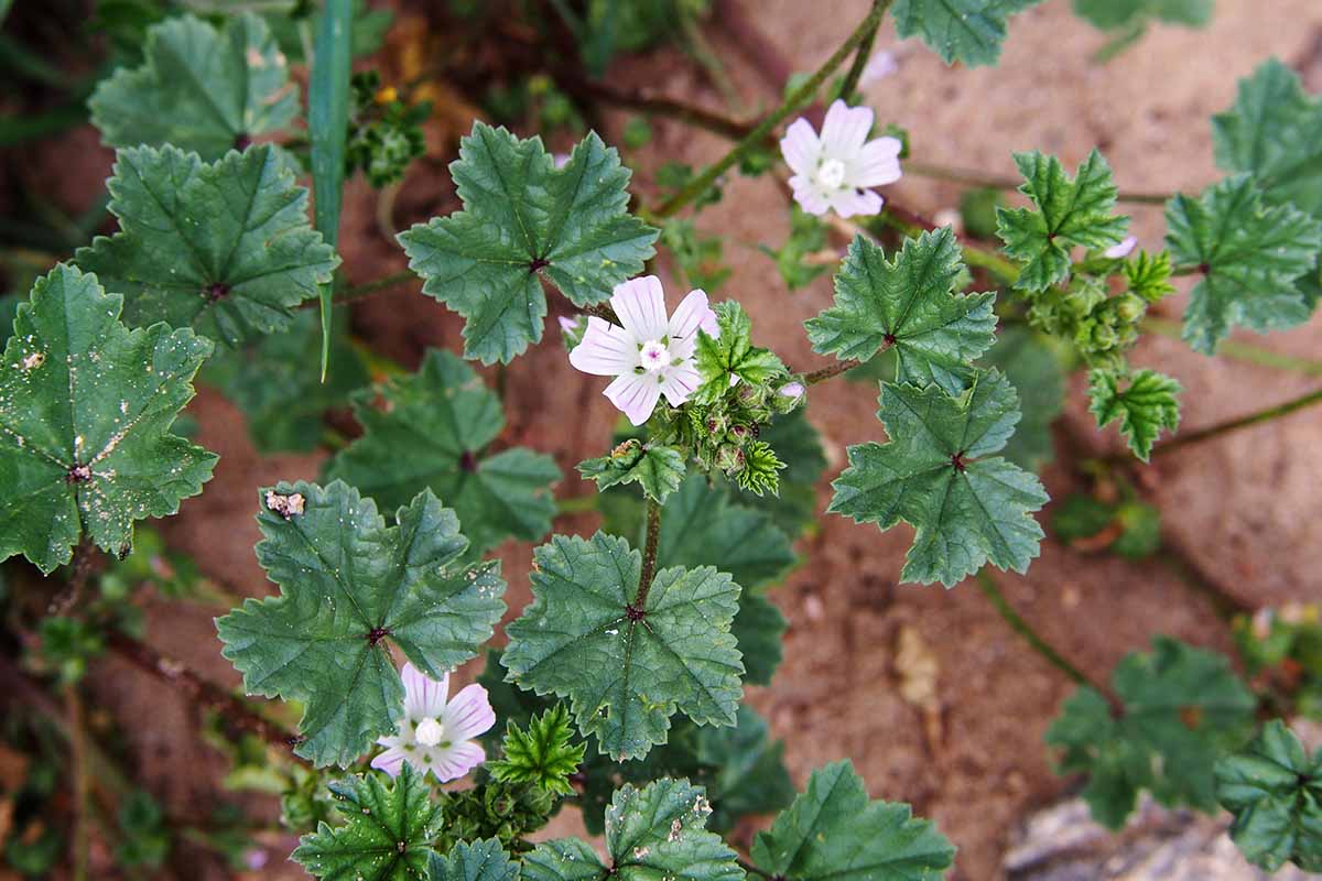 A close up horizontal image of common mallow with small pink flowers and deep green foliage.