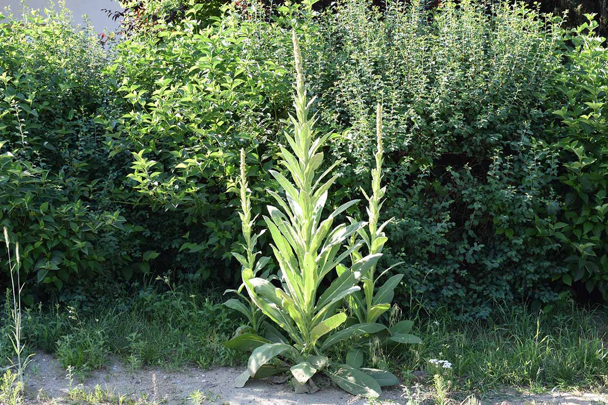 A horizontal image of common mullein growing by the side of a street with shrubs in the background.