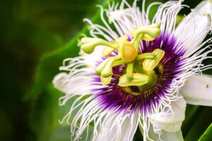 A close up horizontal image of a white and purple passionflower pictured on a soft focus background.
