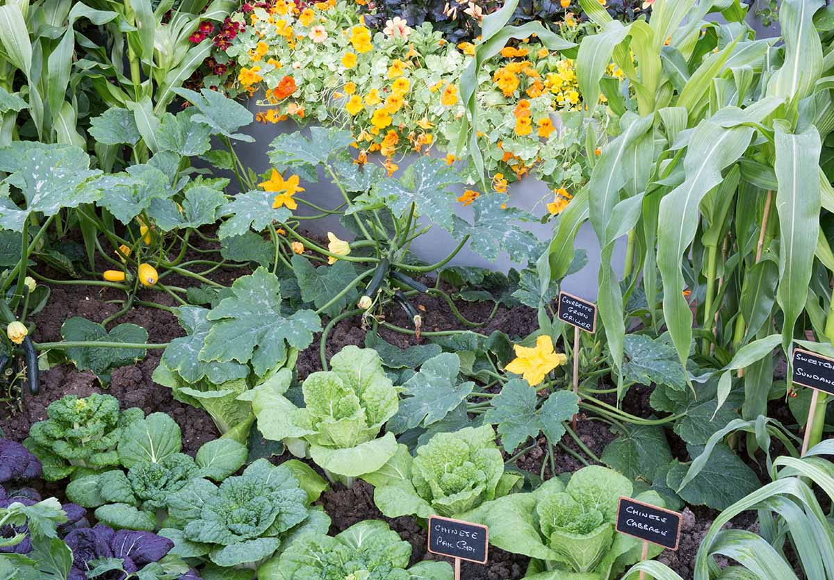 A horizontal image of a garden growing a variety of different vegetables and ornamentals.