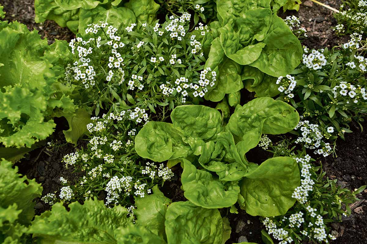 A close up horizontal image of lettuce growing in the vegetable garden surrounded with with sweet alyssum flowers.