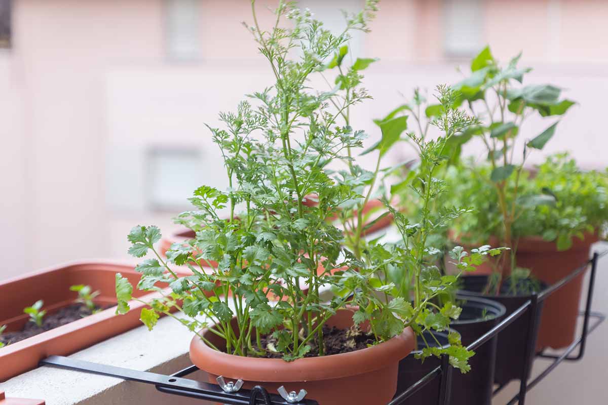 A horizontal image of young plants growing in pots in an indoor kitchen garden.