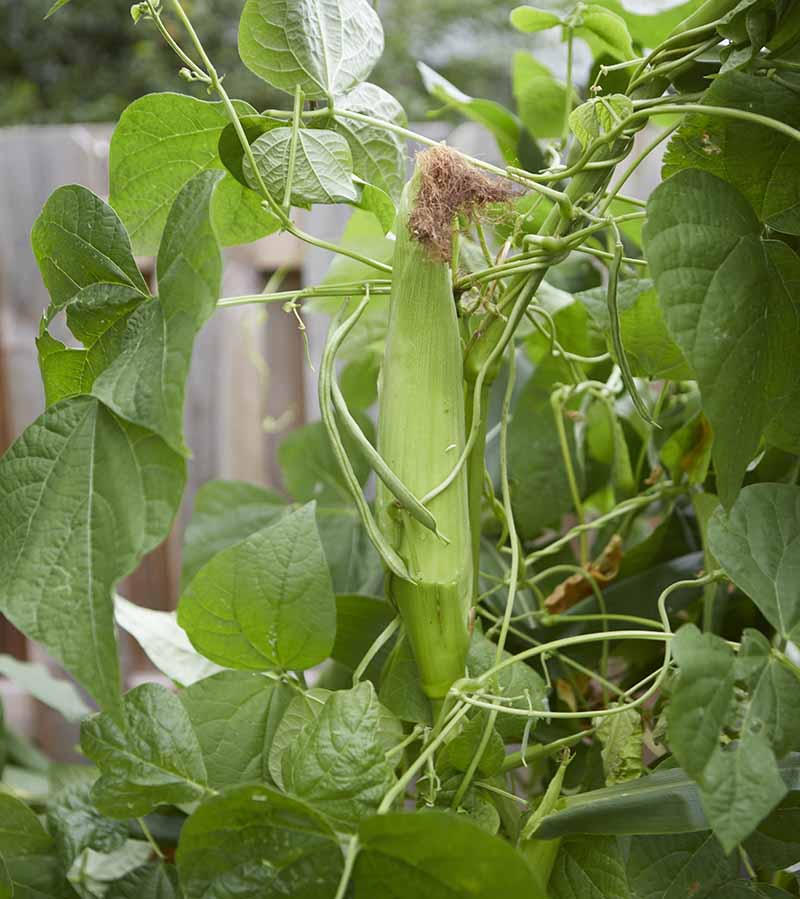 A vertical image of corn growing in the garden providing a support for pole beans.