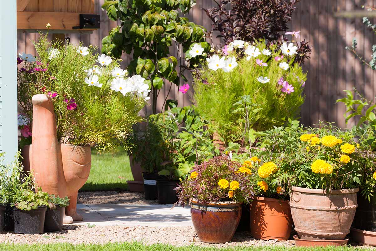 A horizontal image of a container garden featuring a variety of different flowers pictured in bright sunshine with a wooden fence in soft focus in the background.