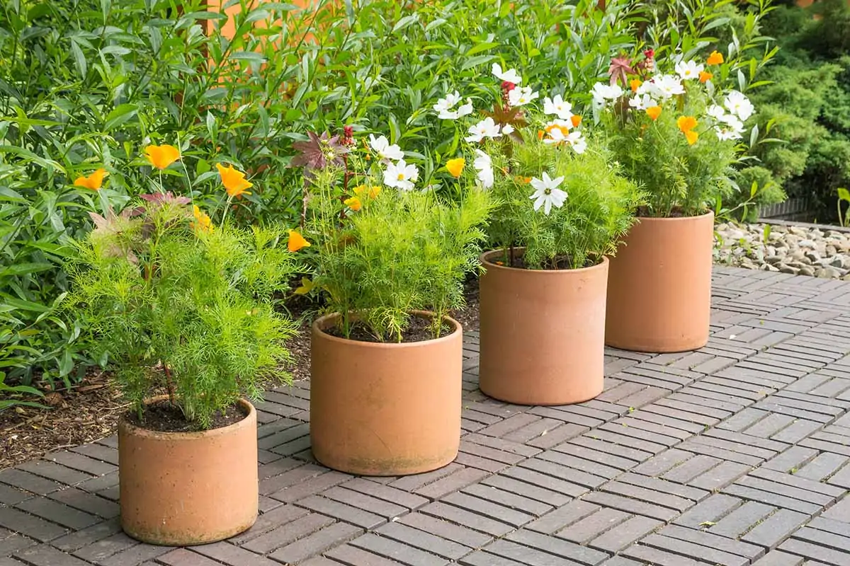 A horizontal image of a row of four terra cotta pots with wildflowers growing in them set on a tiled patio.