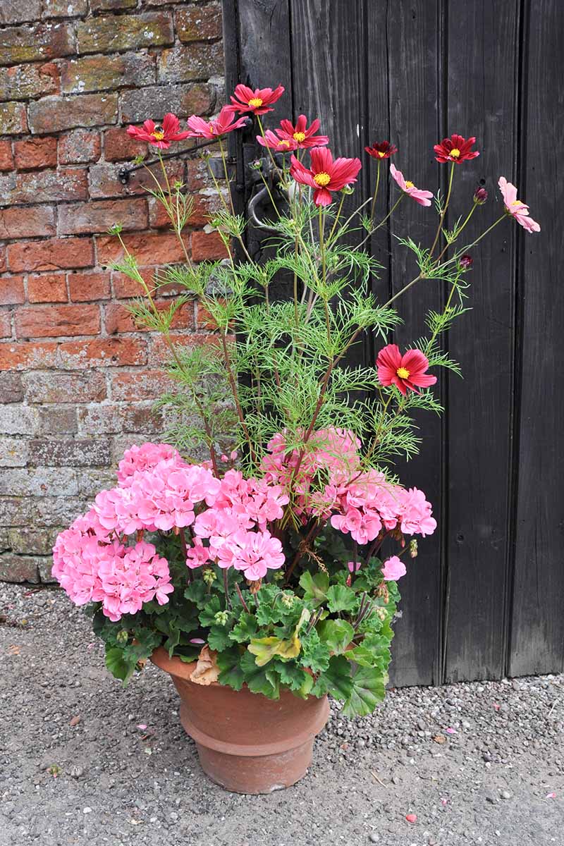 A vertical image of a terra cotta pot with red cosmos and pink geraniums set outside a brick residence.