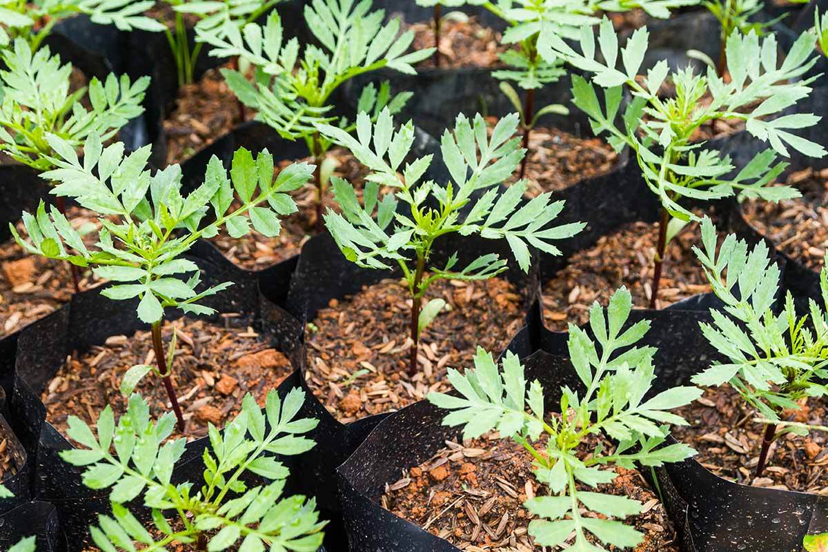 A close up horizontal image of cosmos seedlings growing in bags ready to transplant.