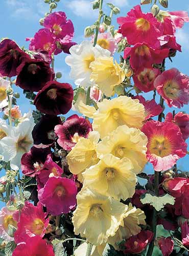 A close up vertical image of different colored hollyhocks in a Country Romance Mix pictured on a blue sky background.