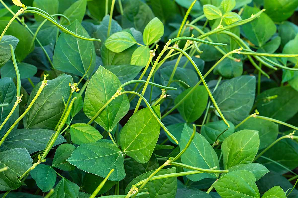 A close up horizontal image of a cowpea plant growing in the garden.