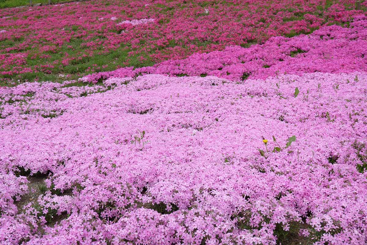 A horizontal picture of a large swath of creeping phlox covering the side of a hill.