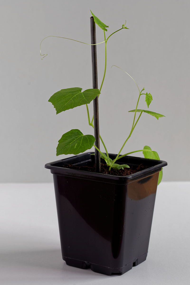 A close up vertical image of cucamelon seedlings growing in a small pot.