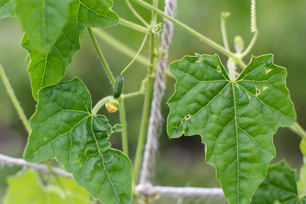 A close up horizontal image of a cucamelon plant growing in the garden supported by rope trellis.