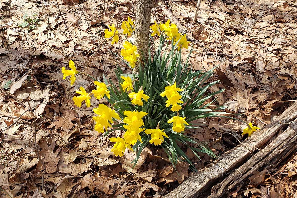 A horizontal image of bright daffodil flowers growing at the foot of a tree surrounded by fallen leaves.