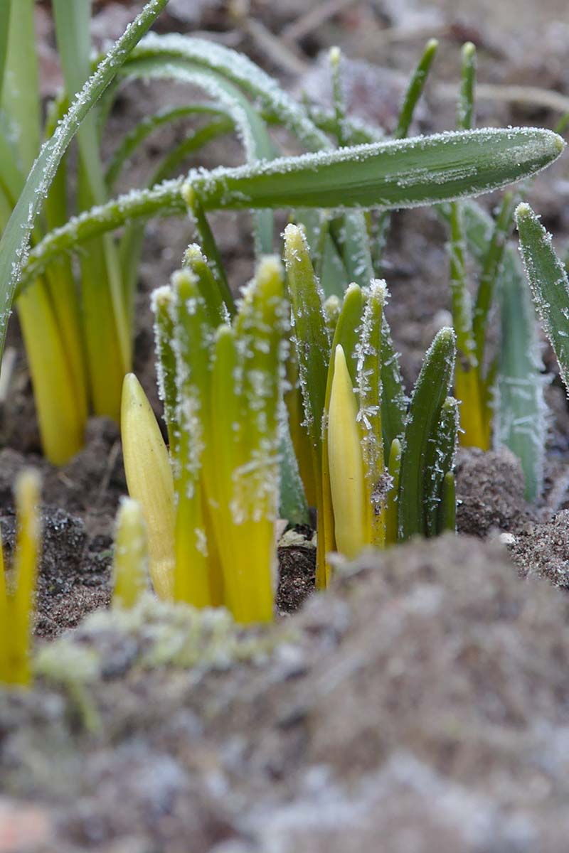 A close up vertical image of small daffodil shoots pushing up through frosty soil.