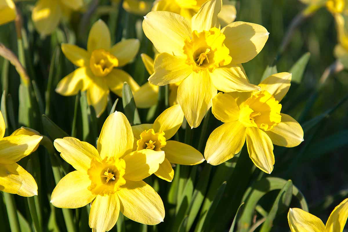 A close up horizontal image of bright daffodil flowers growing in the garden pictured in light sunshine fading to soft focus in the background.