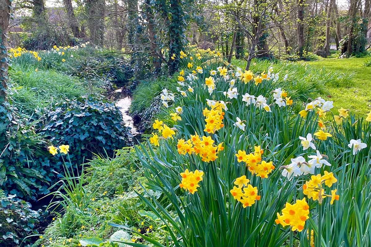A horizontal image of a stream flanked with daffodils and trees.