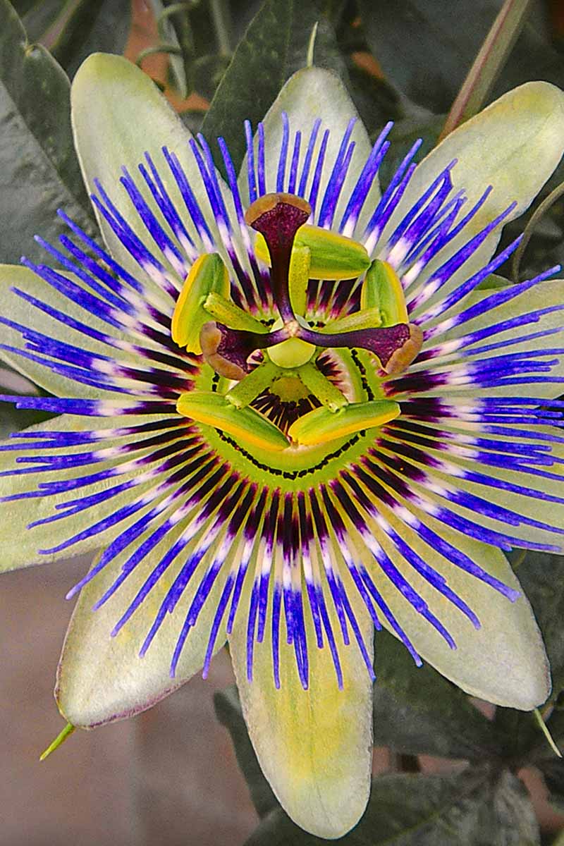 A close up vertical image of a Passiflora 'Damsel's Delight' flower on a soft focus background.