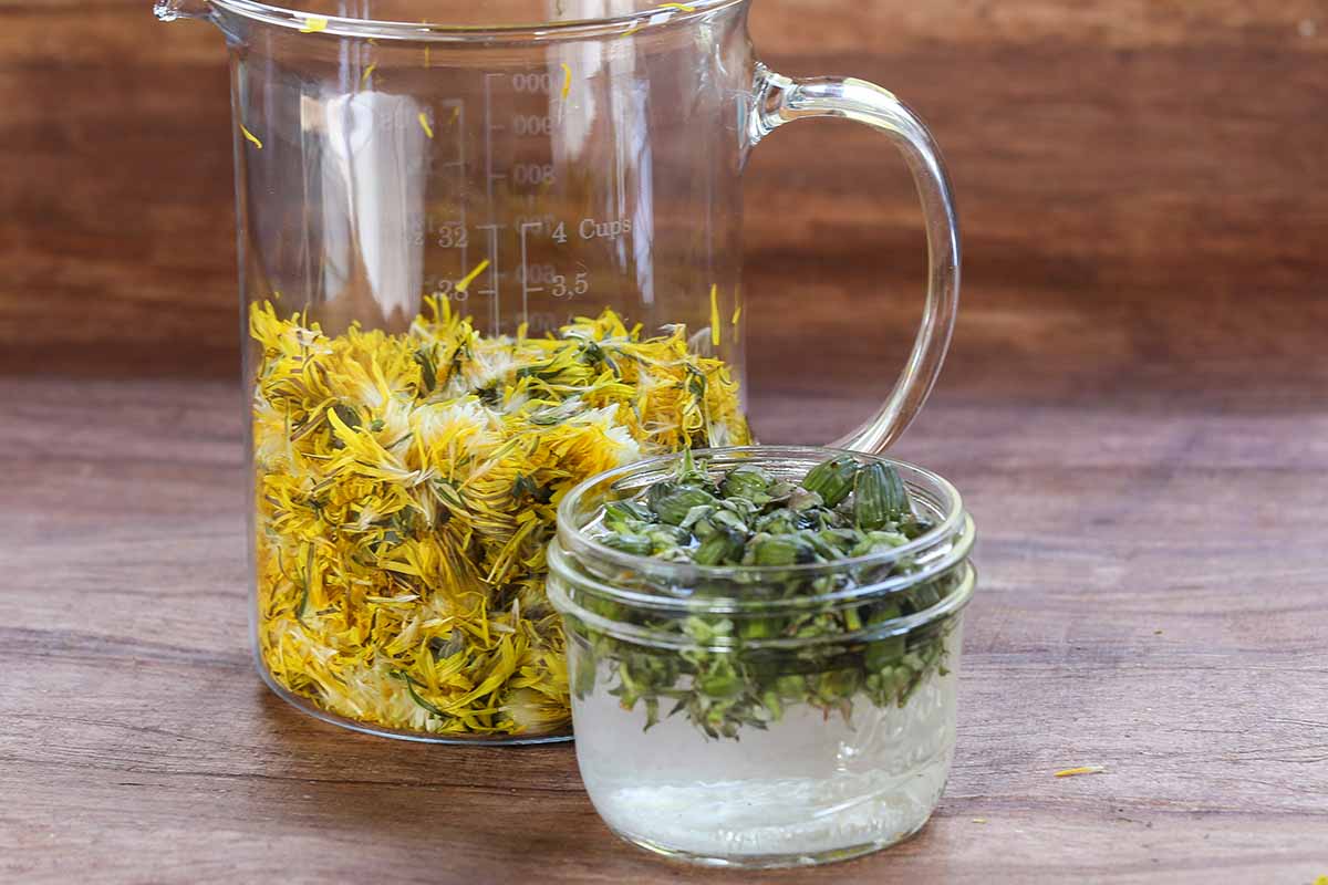 A close up horizontal image of a glass jar filled with dandelion capers and a jug filled with flower petals.